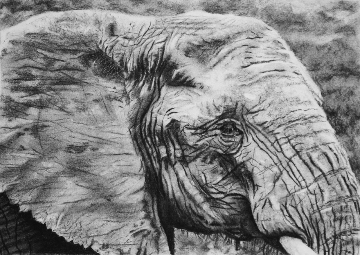 Helen Bugler | Charcoal | Elephant 1