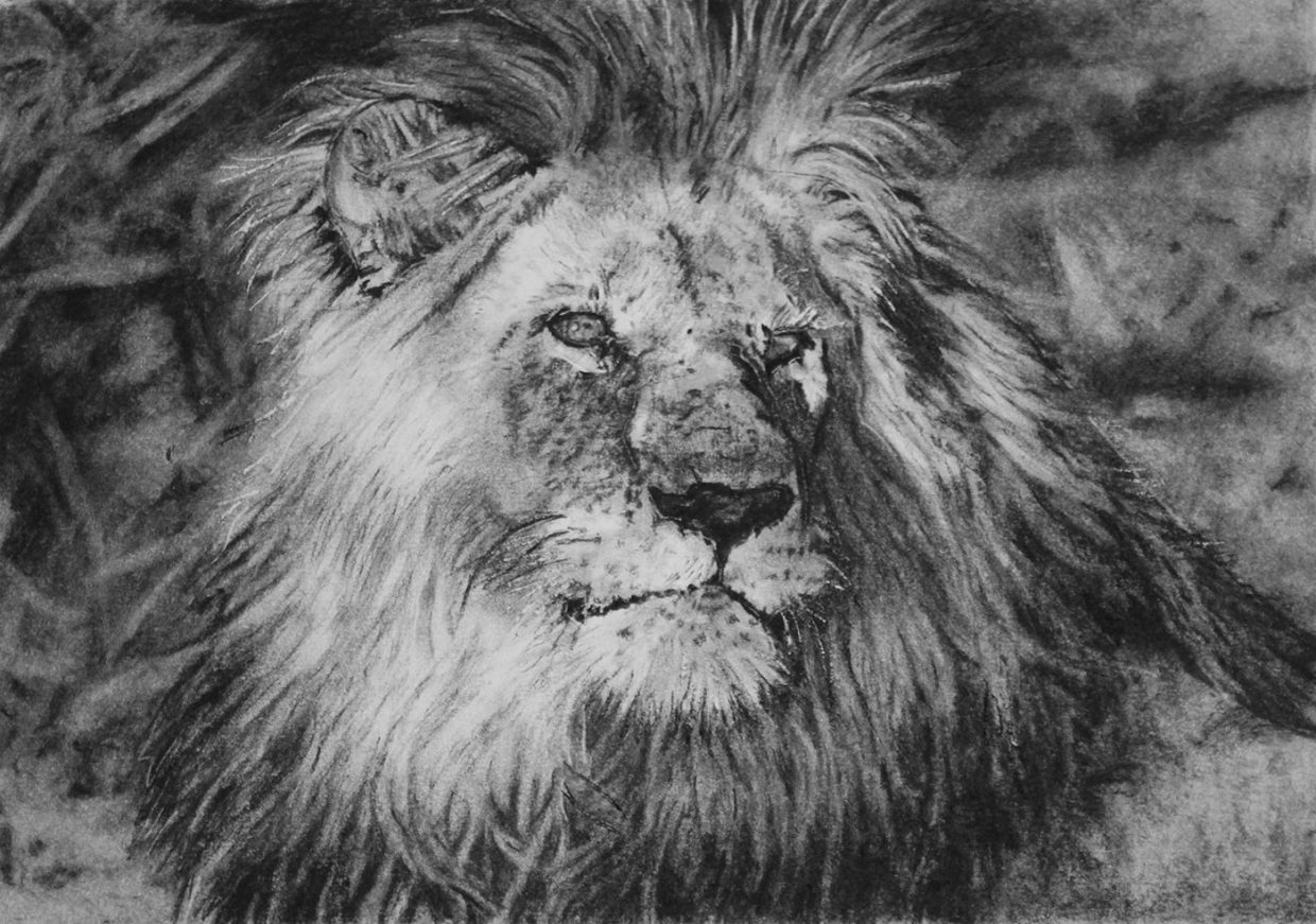 Helen Bugler | Charcoal | Lion 1