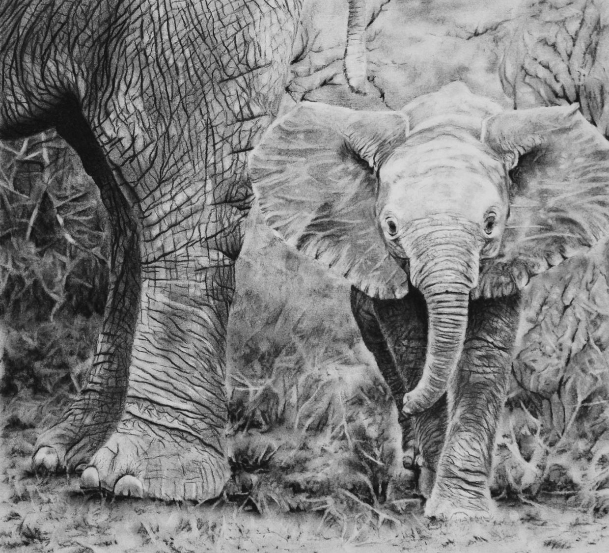 Helen Bugler | Charcoal | Elephant Mother and Calf