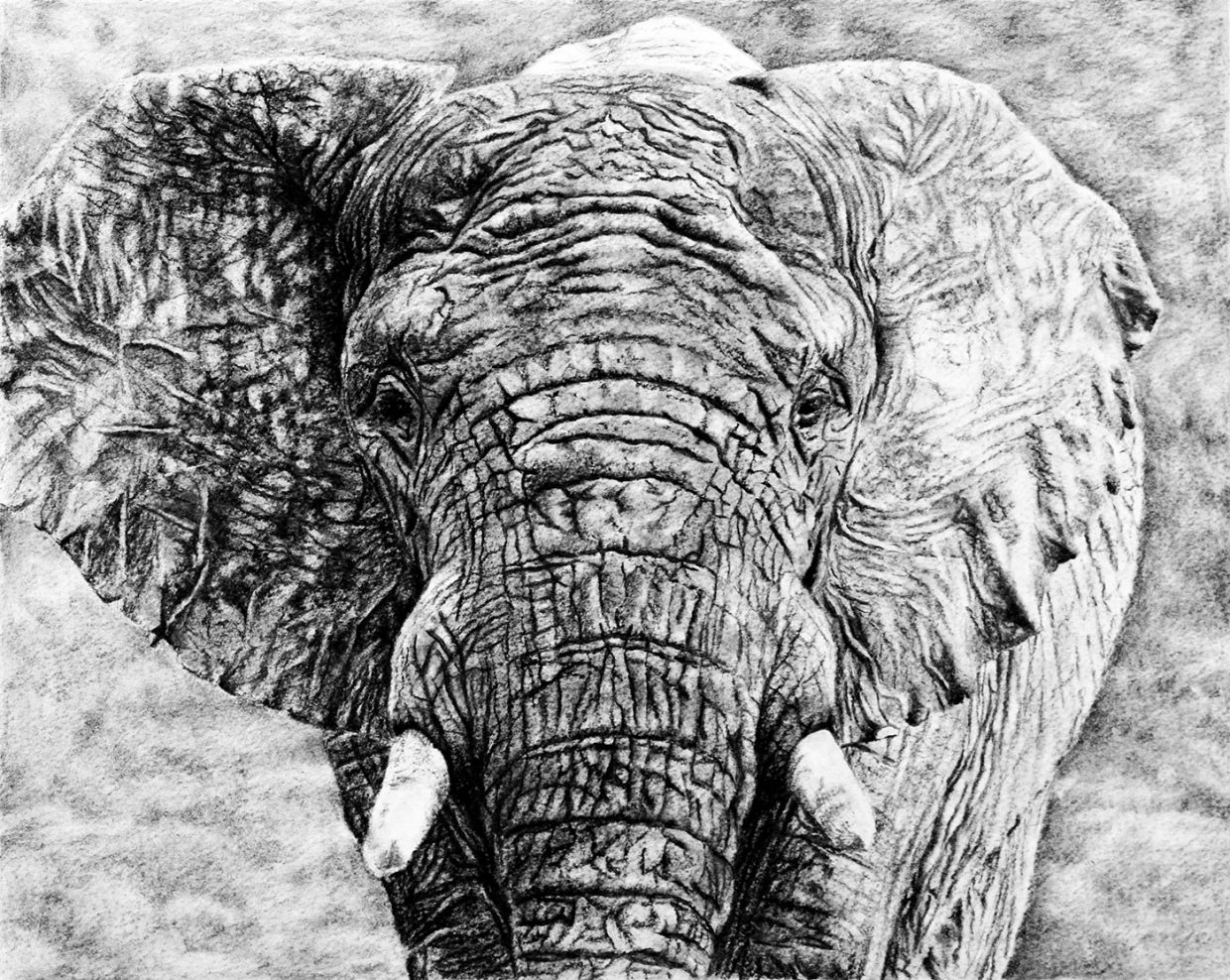 Helen Bugler | Charcoal | Elephant