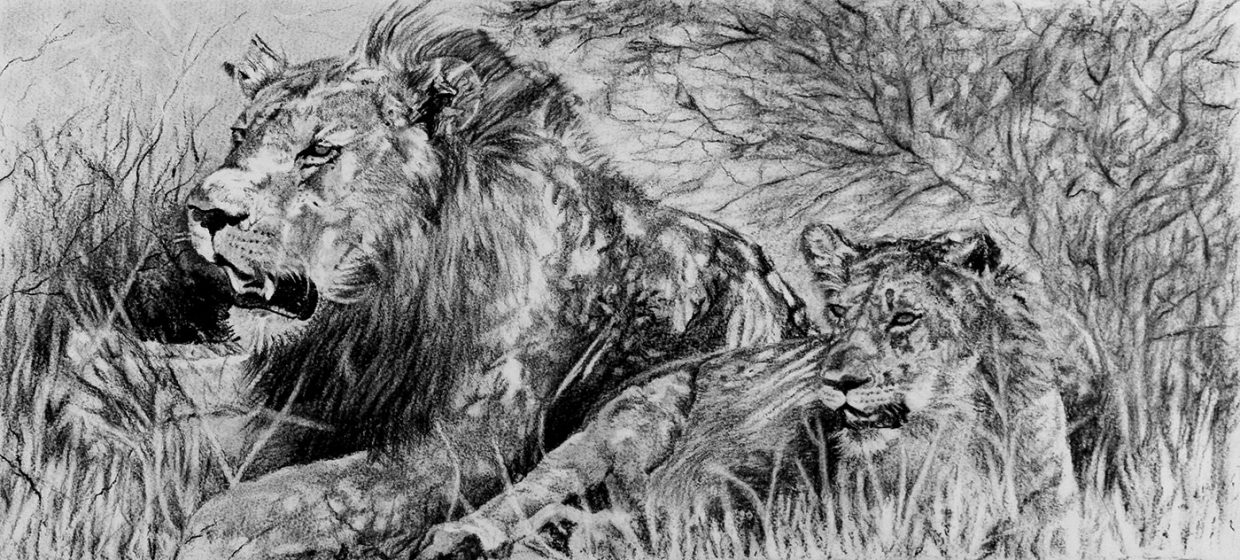 Helen Bugler | Charcoal | Lions
