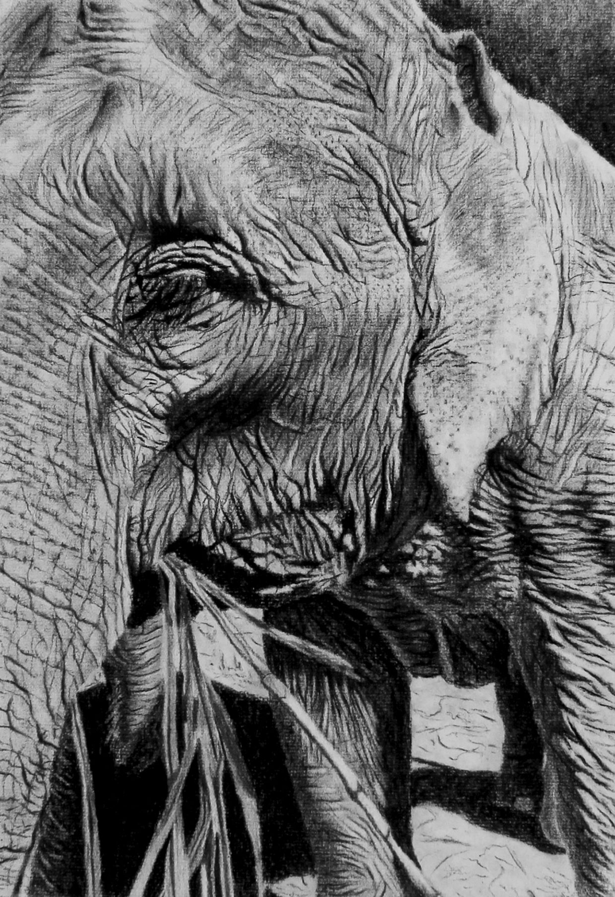 Helen Bugler | Charcoal | Elephant
