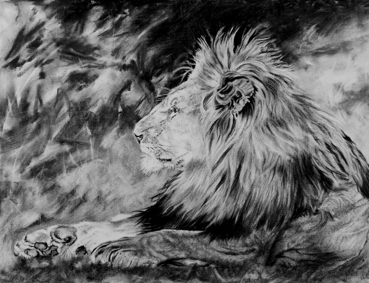 Helen Bugler | Charcoal | Lion Profile