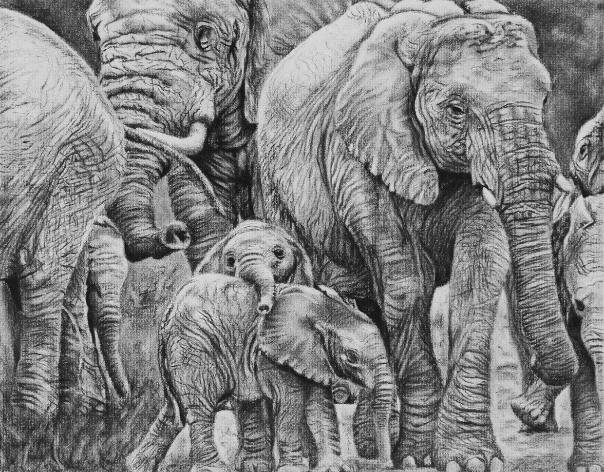 Helen Bugler | Charcoal | Elephant Herd