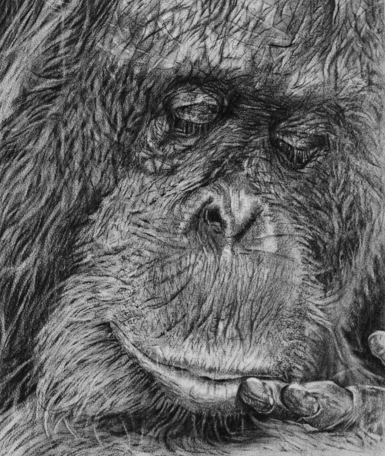 Helen Bugler | Charcoal | Sleepy Orangutan